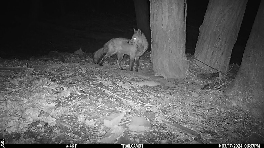 fox next to trees on high alert to left, something is coming Contact Mike Hunter at 978.580.1069