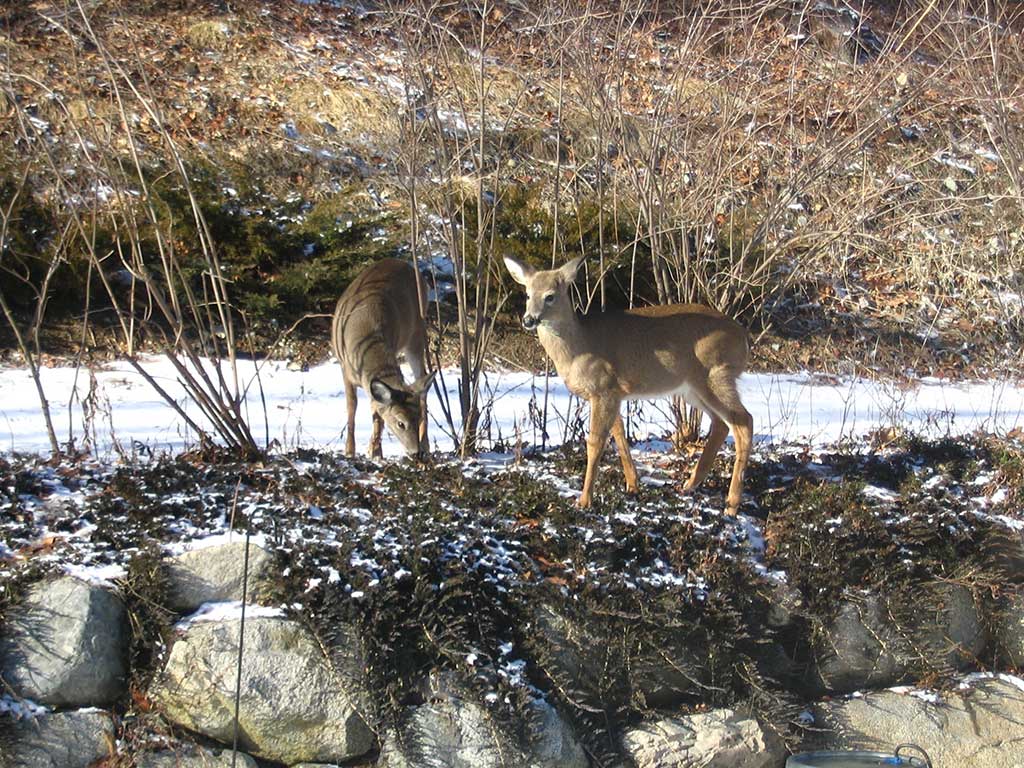 Deer Control: Myths and Real Solutions for Gardeners