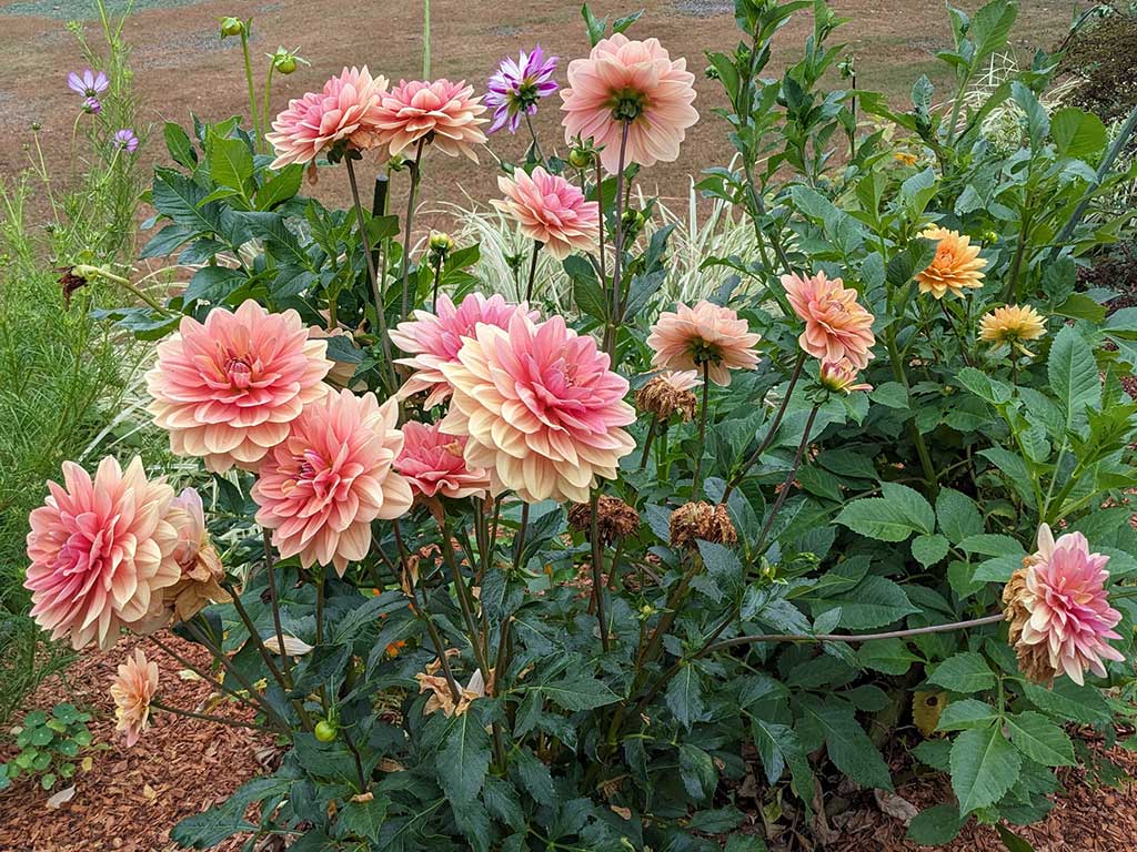 dahlia garden call mike hunter 978-580-1069