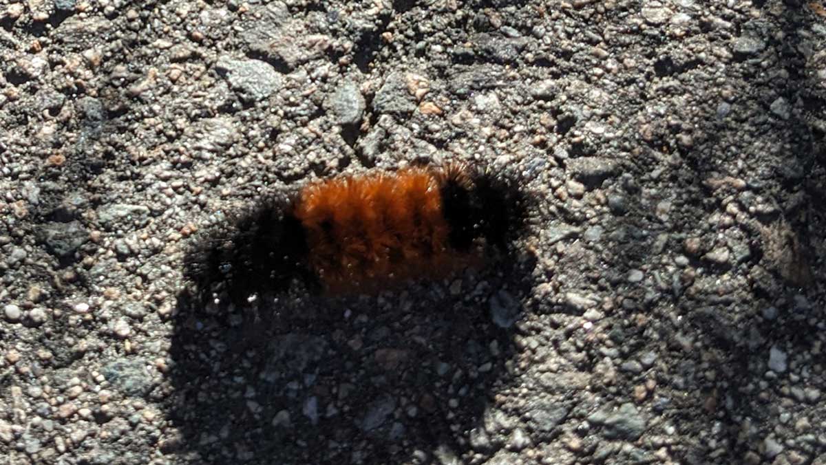 The legend of the woolly bear caterpillar