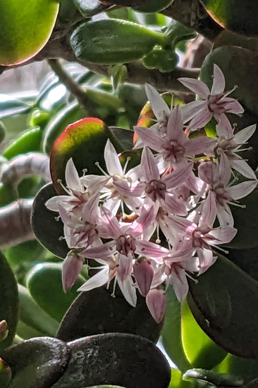 flowering jade plant blossoms